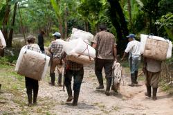 Campo Platanero en Veracruz al borde de la quiebra