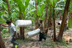 Campo Platanero en Veracruz al borde de la quiebra