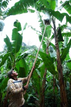 Campo Platanero en Veracruz al borde de la quiebra