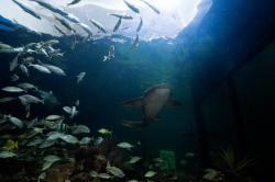 Ampliación y modernización posicionará al Acuario de Veracruz como el mejor en América Latina