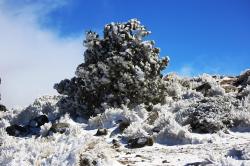 Se registra la cuarta nevada en el Cofre de Perote