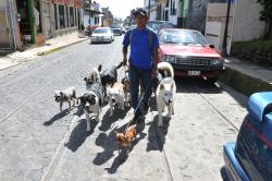 Paseador de perros