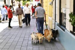 Paseador de perros