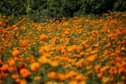 Festival de la flor de Cempasúchil