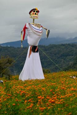 Festival de la flor de Cempasúchil