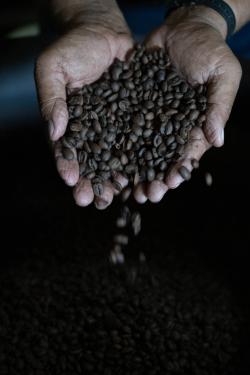 Productores de Café